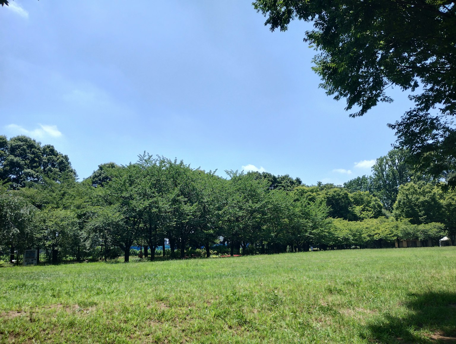 郁郁葱葱的公園景觀，綠樹和藍天