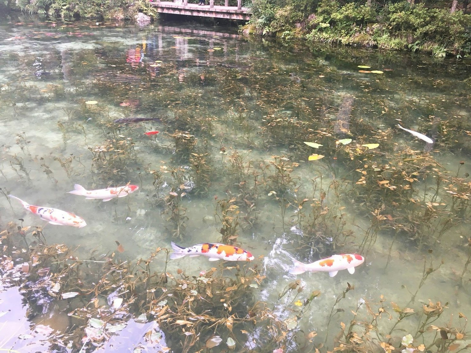 Peces koi nadando en un estanque con plantas acuáticas flotantes