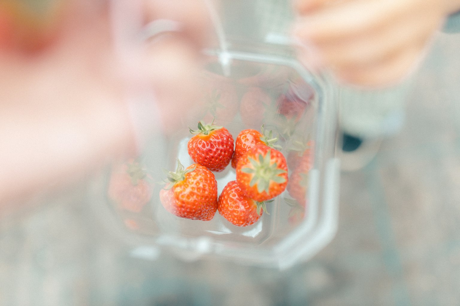 Fresche fragole in un contenitore trasparente