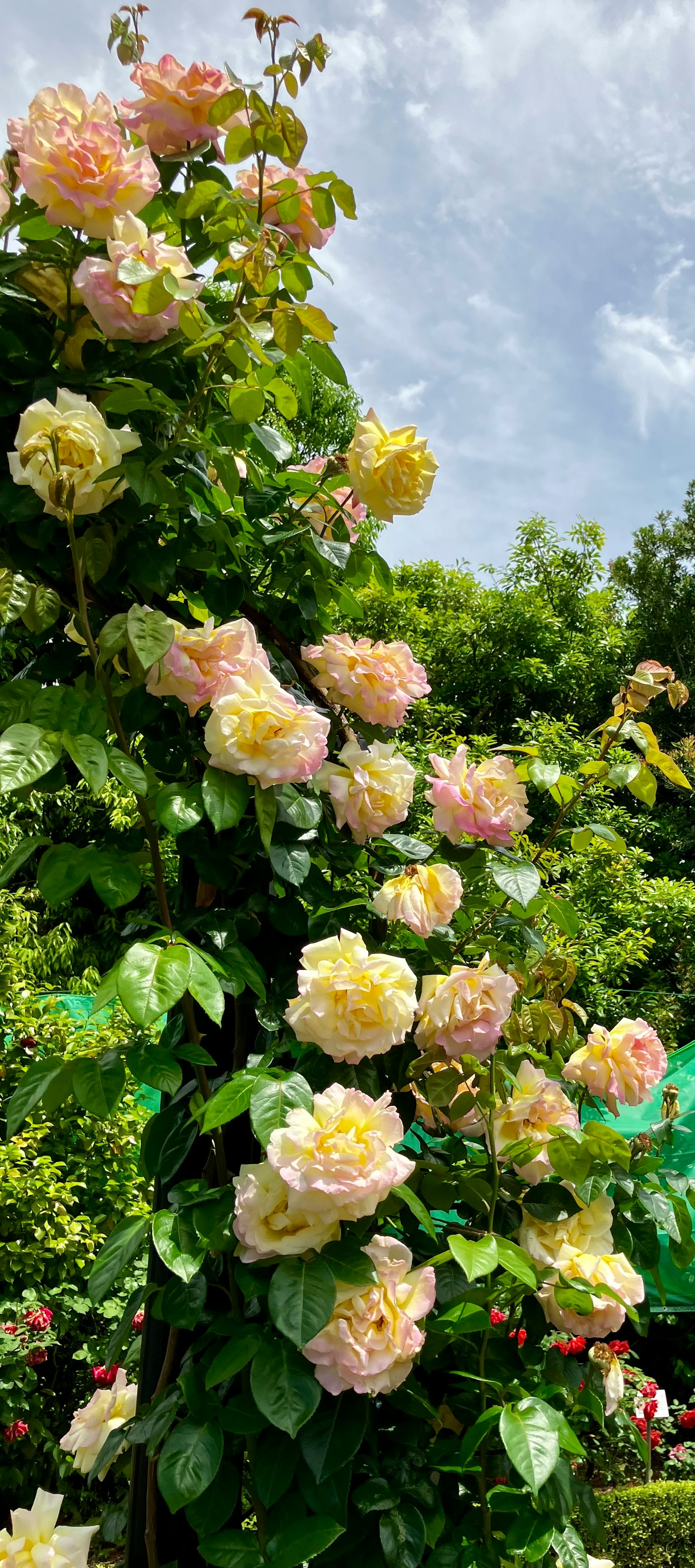 Climbing roses in soft pink bloom on a green trellis