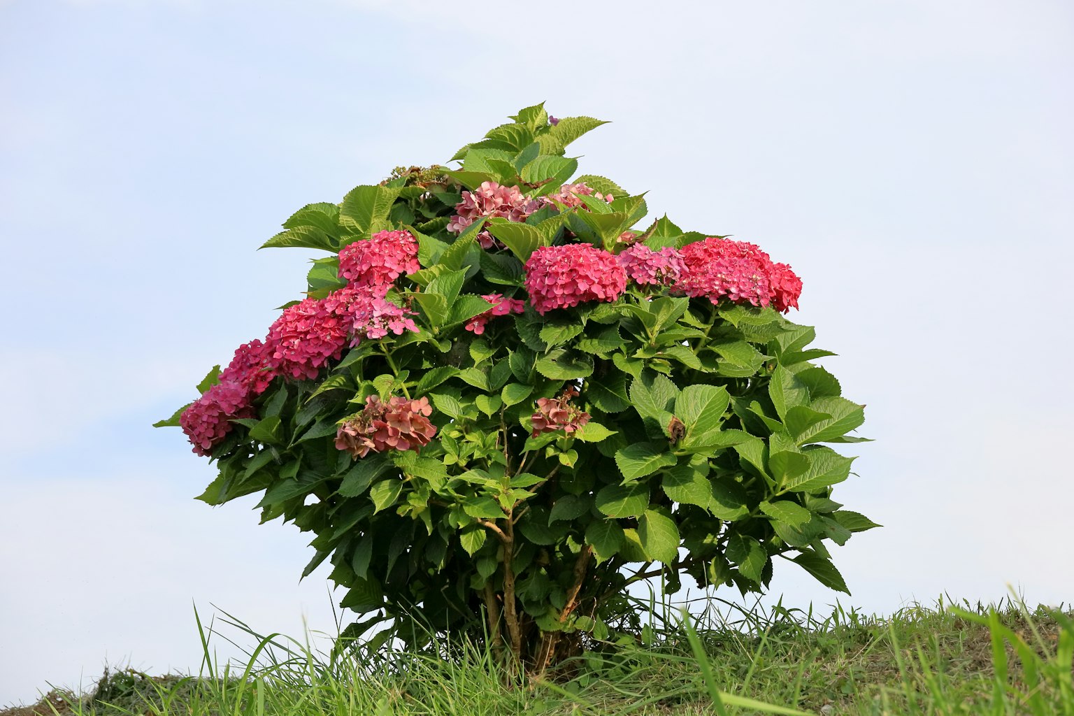 Bild eines Hortensienstrauchs mit leuchtend rosa Blumen