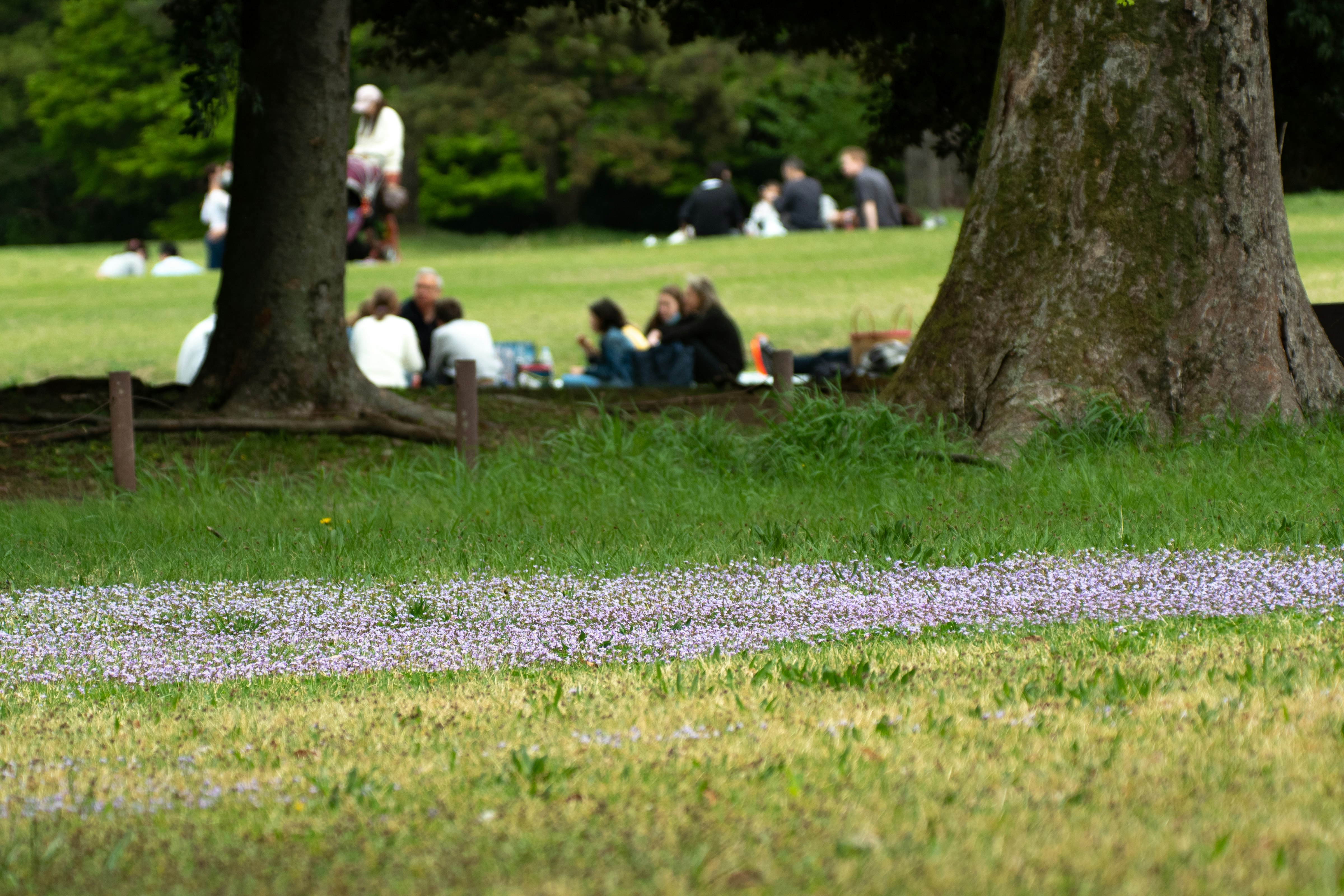 公園の芝生に咲く花と木の下でくつろぐ人々