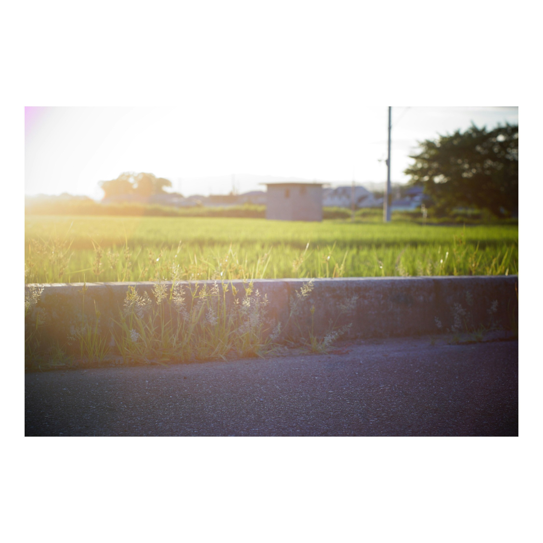 夕阳照耀的乡间草地与道路