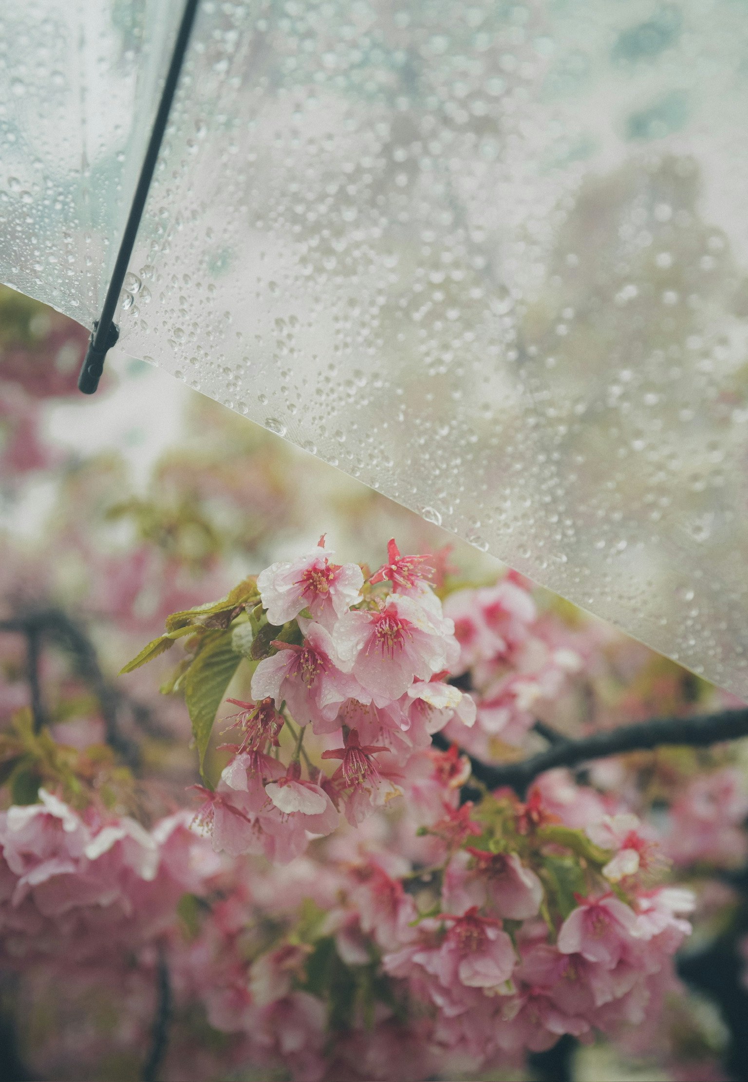 透明伞下的樱花和雨滴