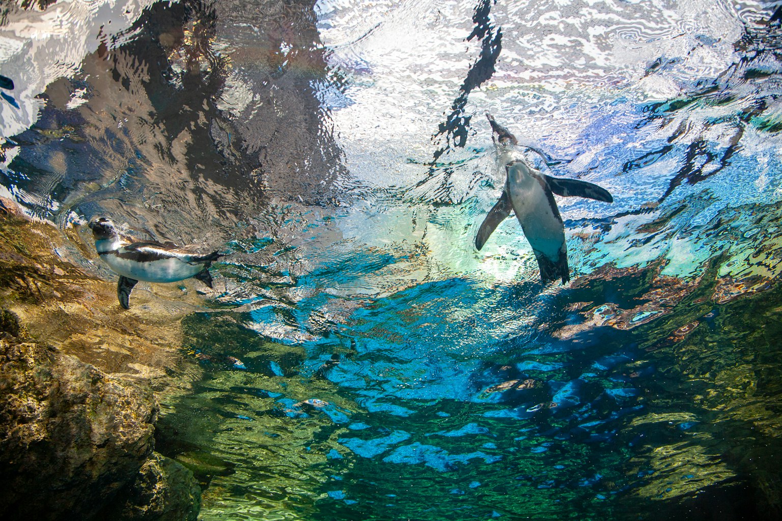 Pinguine, die unter Wasser schwimmen, mit Reflexionen auf der blauen Oberfläche