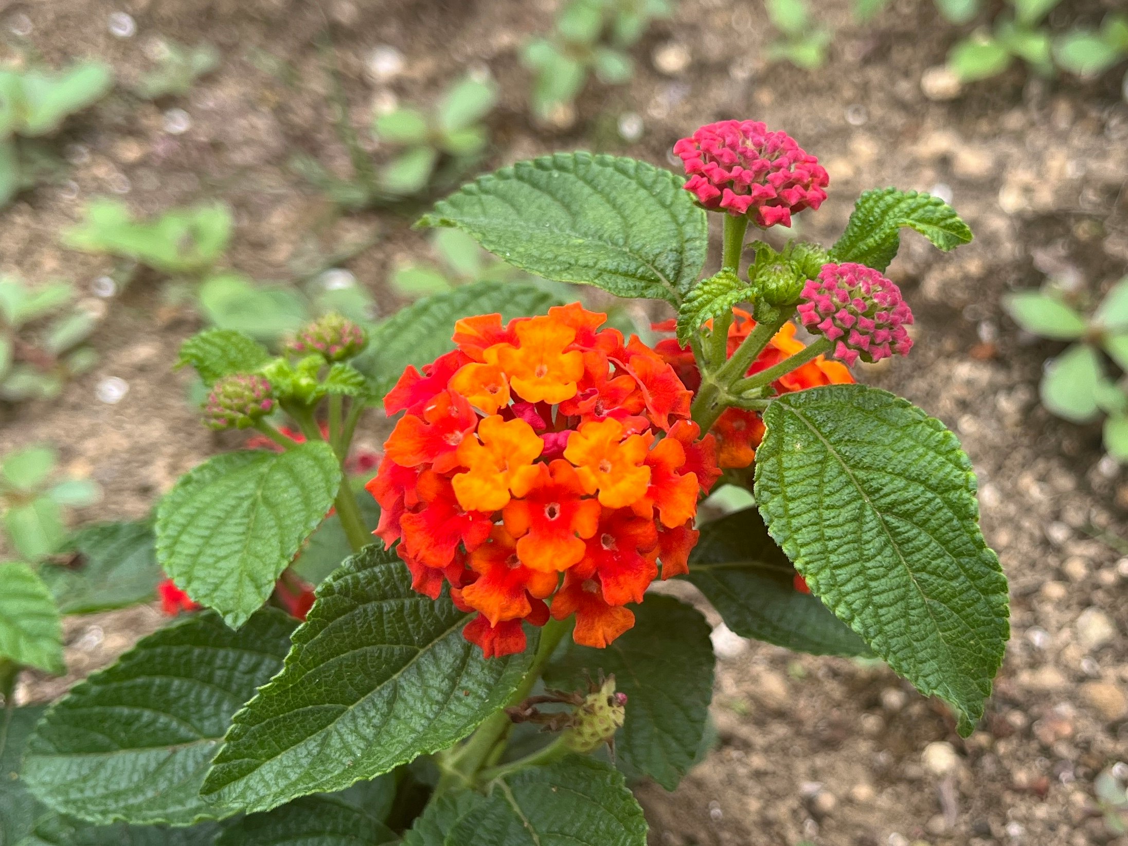 红橙色兰花草（马缨丹）花朵与绿色叶片