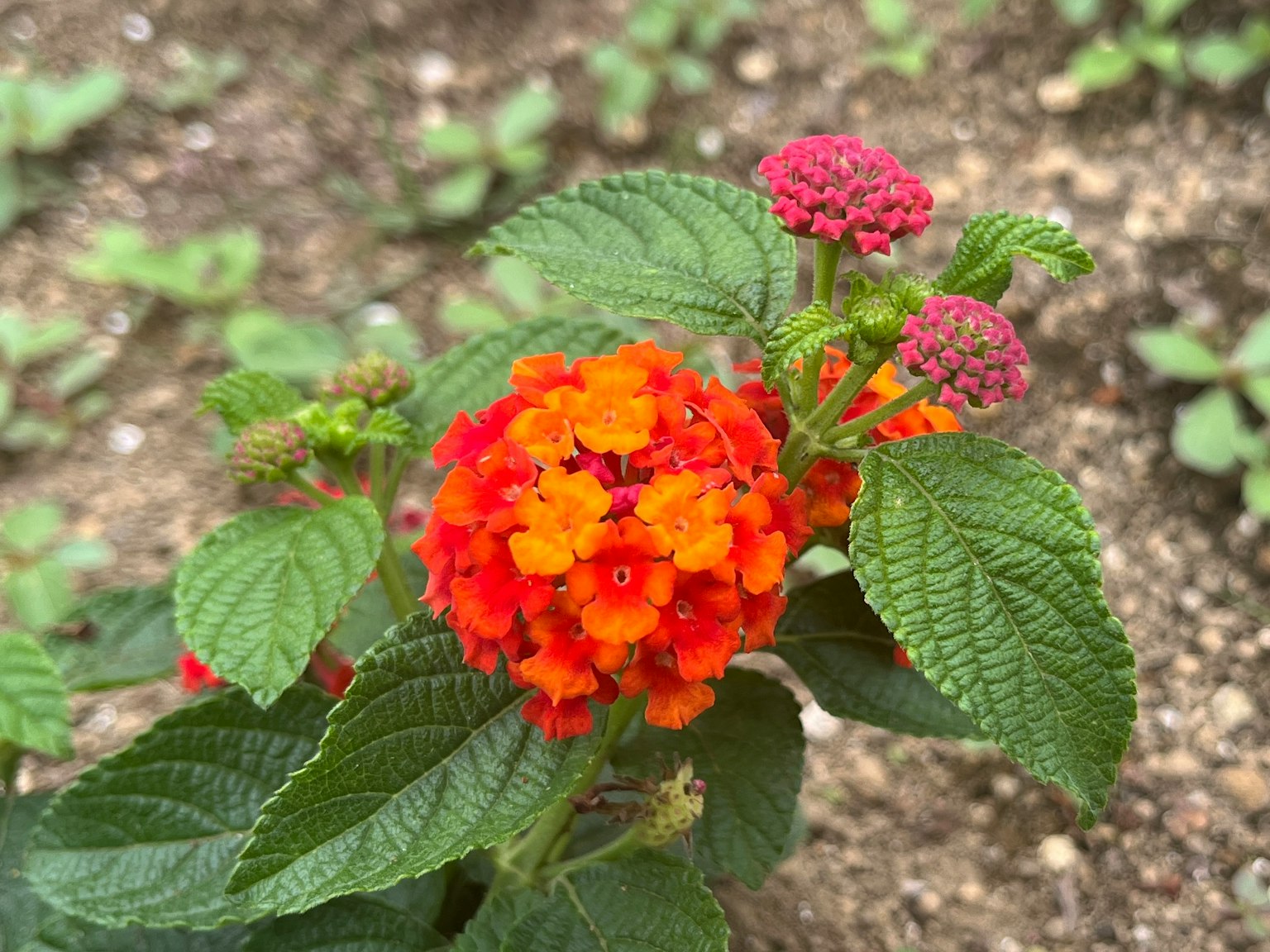 Planta de lantana con flores vibrantes de color naranja y rojo