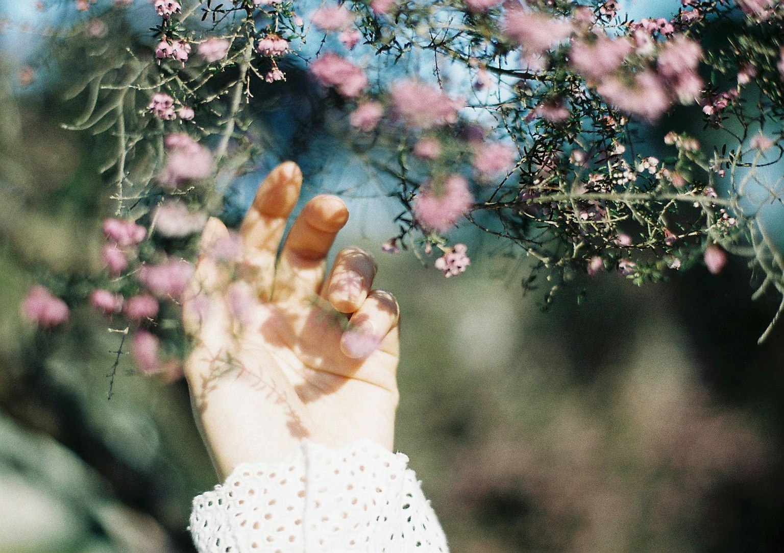 Main atteignant à travers des branches avec de petites fleurs roses