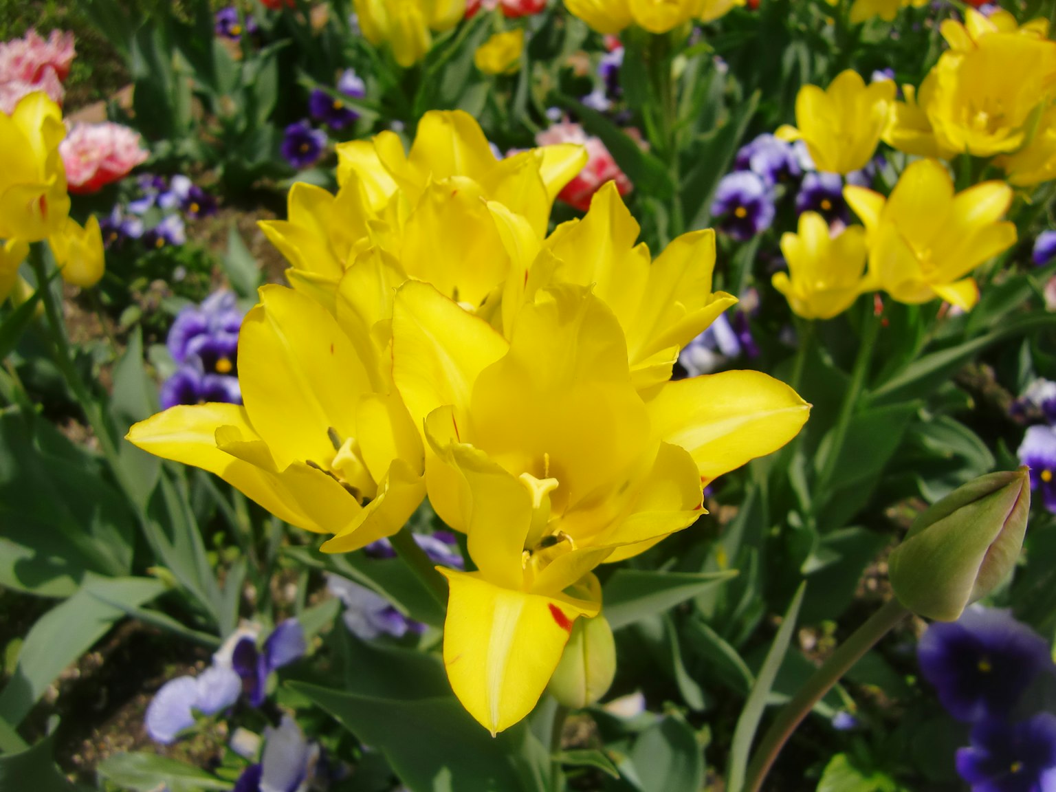 Hoa tulip vàng tươi nở trong vườn hoa