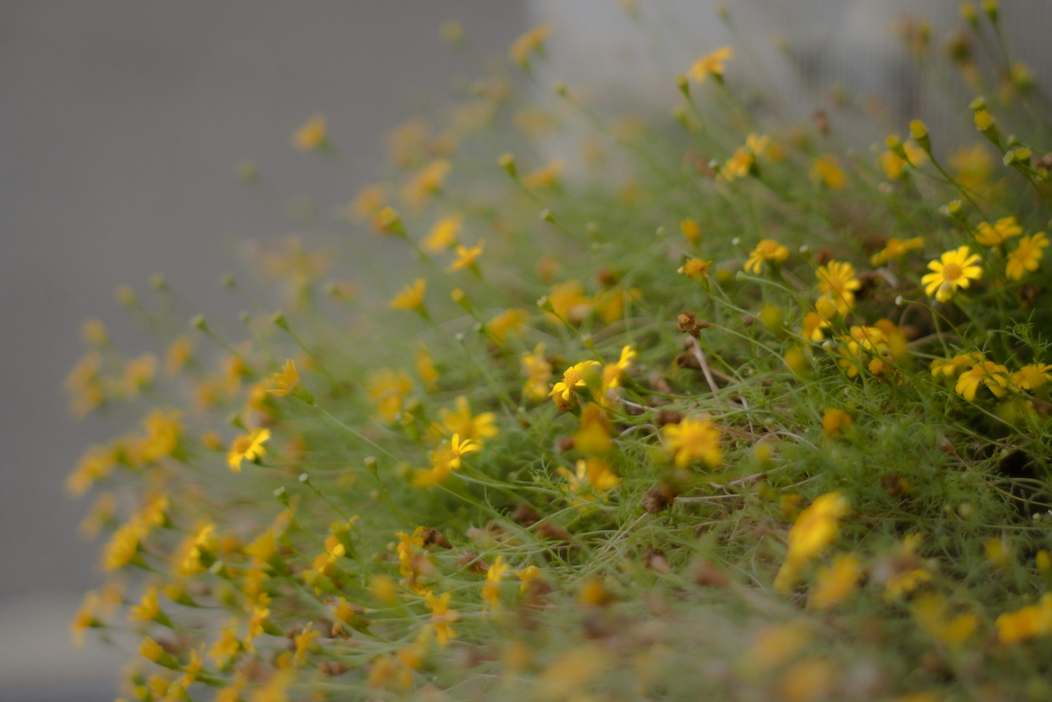 Primo piano di una pianta verde con fiori gialli in fiore