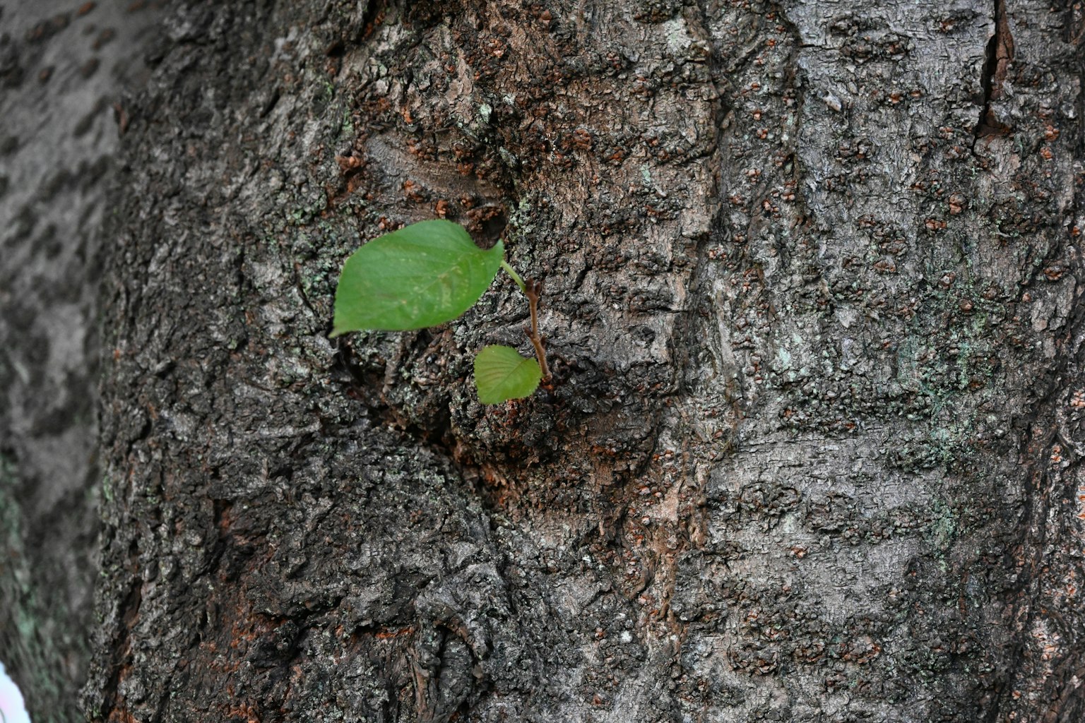 Foglie verdi che crescono su un tronco d'albero