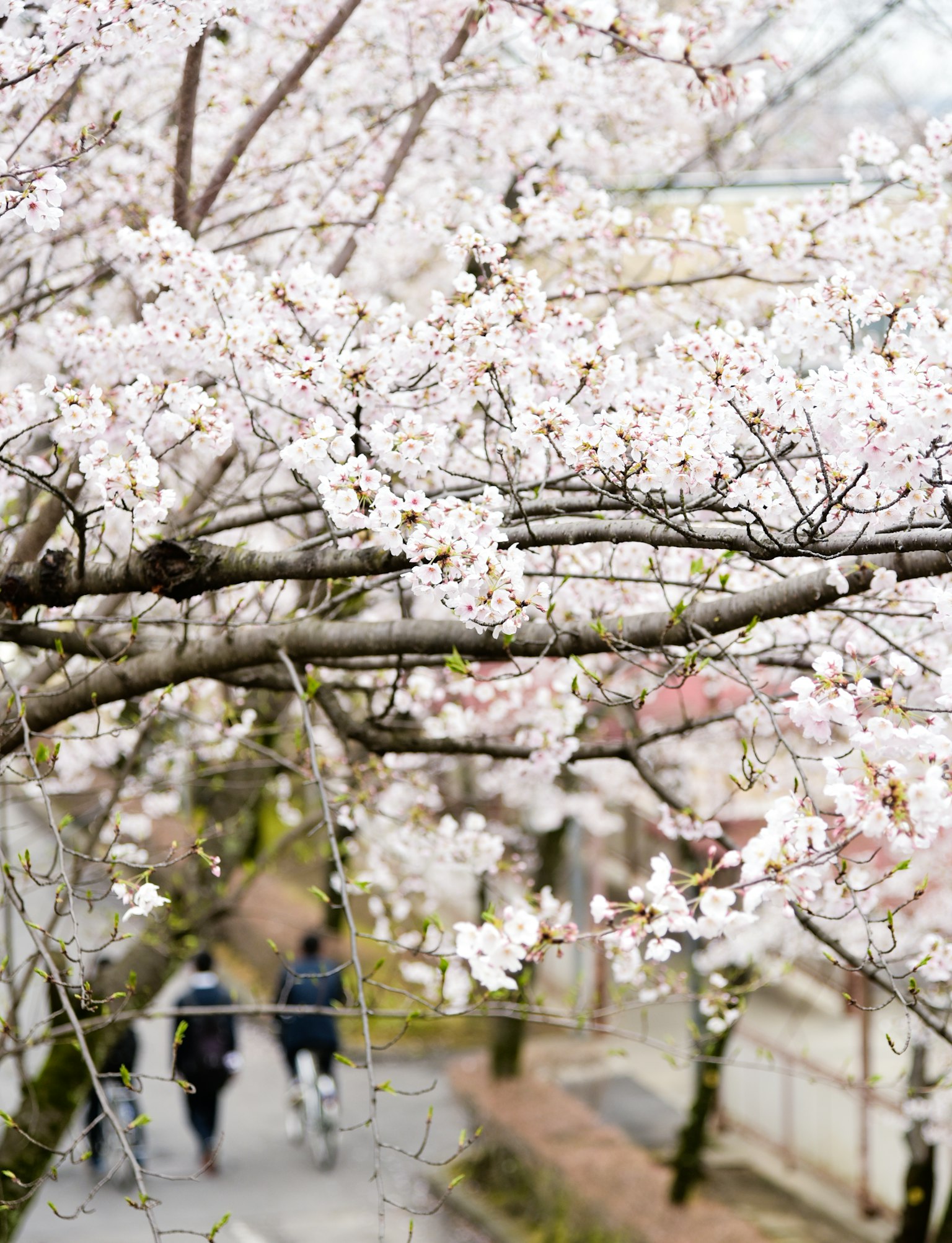 Cherry blossom branches with people walking on a path