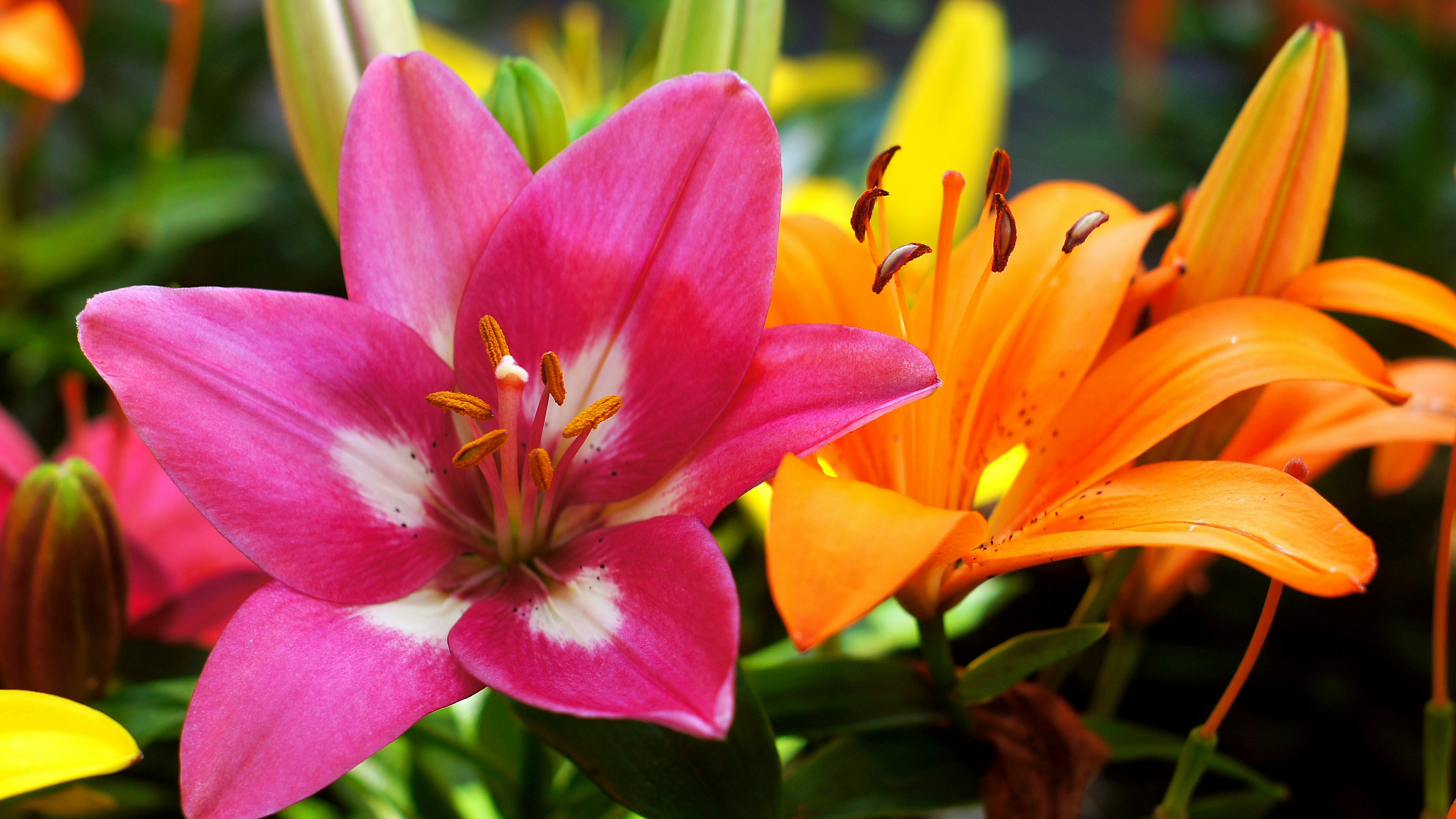 赤紫色のスカシユリとオレンジ色のユリの花のアップ