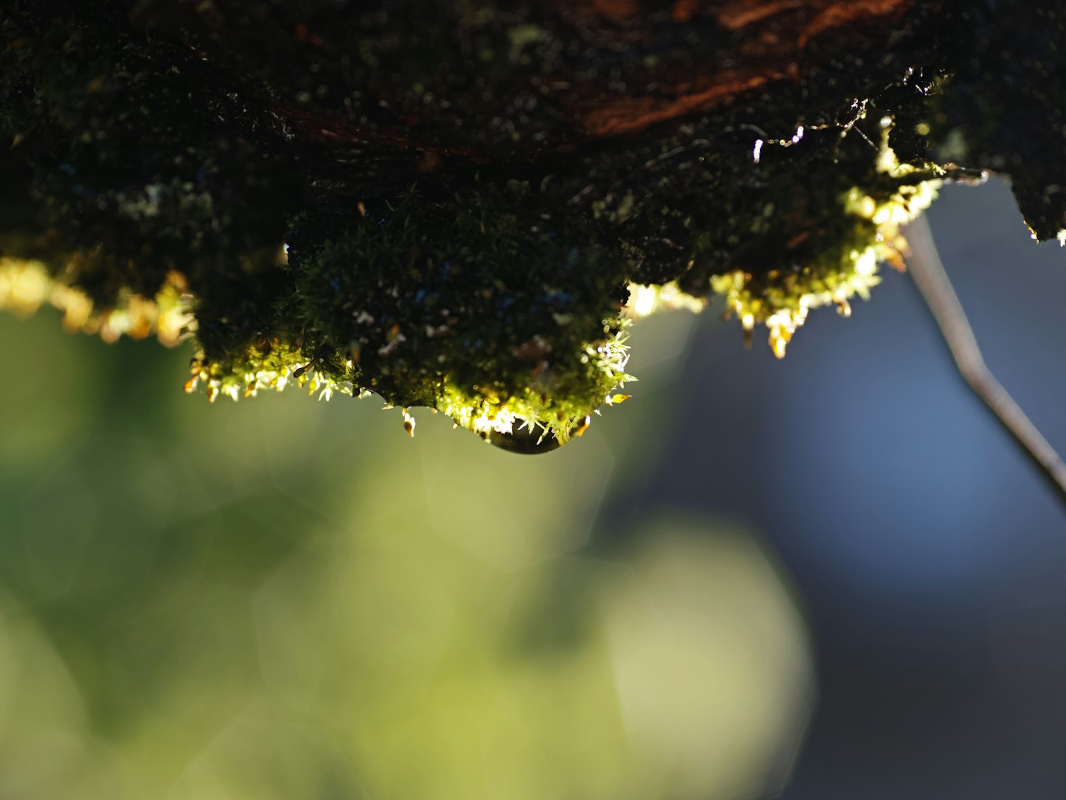 Bella scena naturale con luce che illumina la corteccia d'albero coperta di muschio