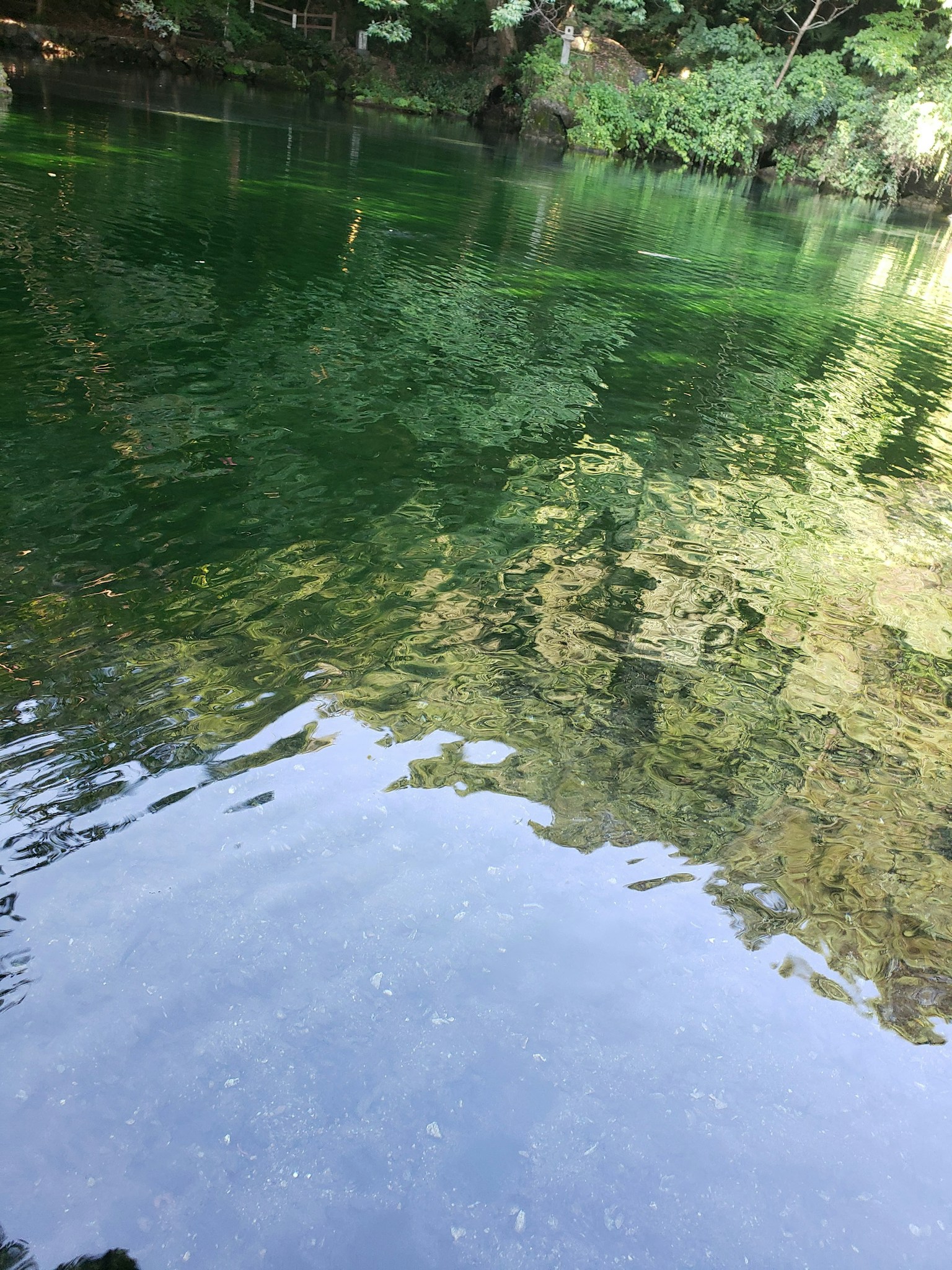 緑色の水面に映る木々の影が美しい静かな川の風景