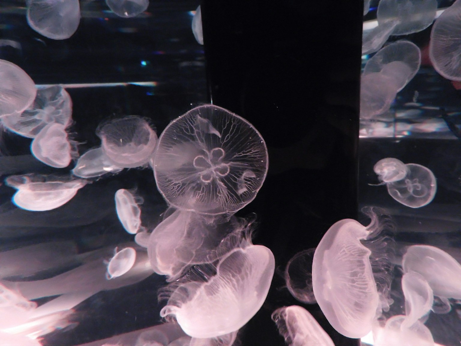 Un gruppo di meduse che fluttuano in acqua con corpi traslucidi e tonalità rosa morbide