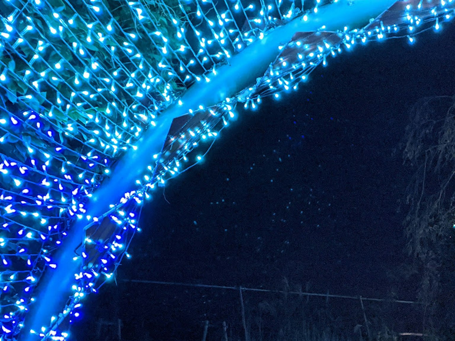 ไฟ LED สีน้ำเงินประดับกิ่งไม้ในบรรยากาศกลางคืน