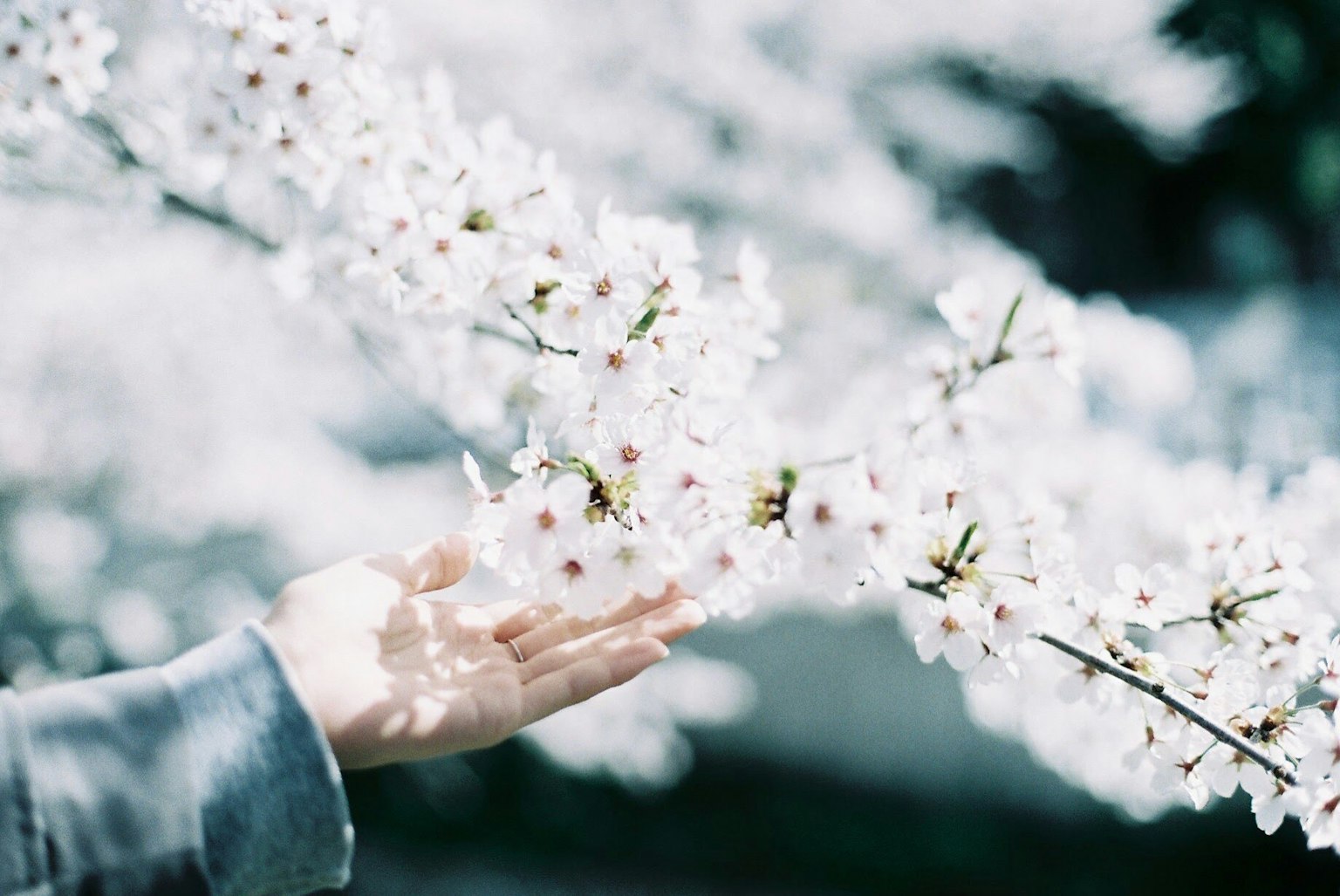 A hand reaching out to touch cherry blossom flowers showcases soft colors and a spring atmosphere