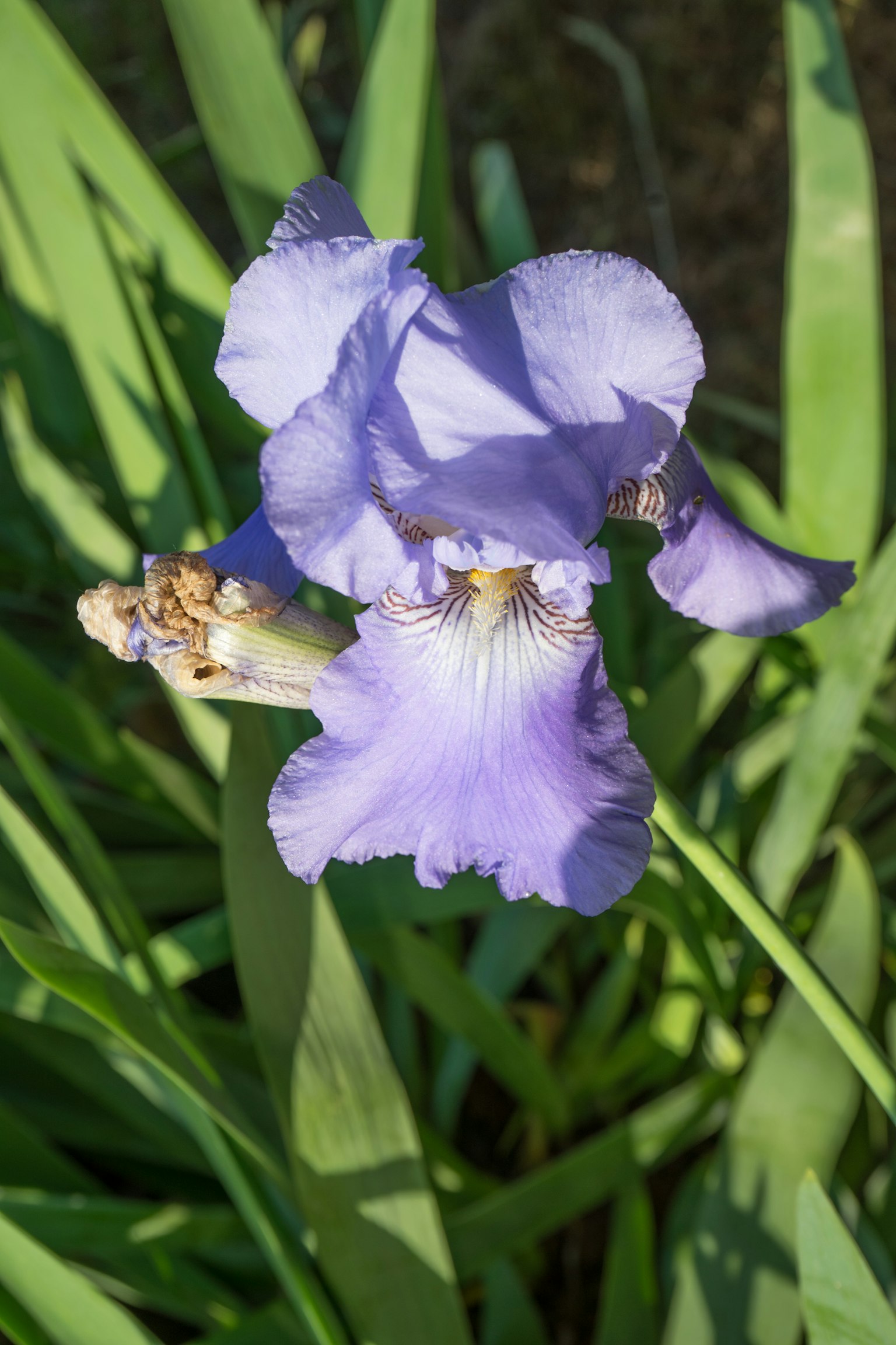 Bunga iris ungu mekar di antara daun hijau