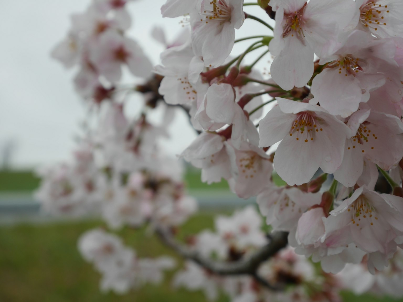 Primo piano di fiori di ciliegio su un ramo