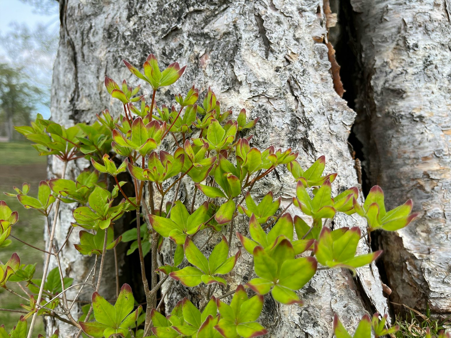 Green leaves growing near tree bark