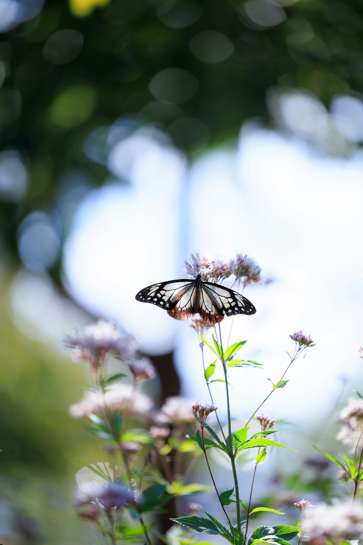 Una hermosa mariposa posada sobre una flor en un entorno sereno