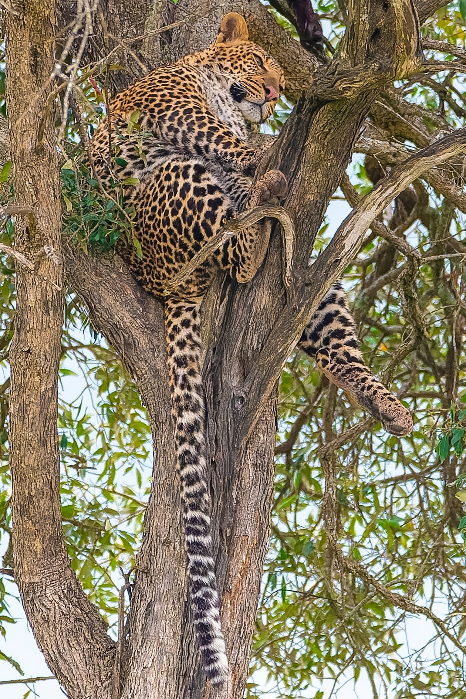 Un leopardo che riposa su un ramo d'albero circondato da foglie verdi