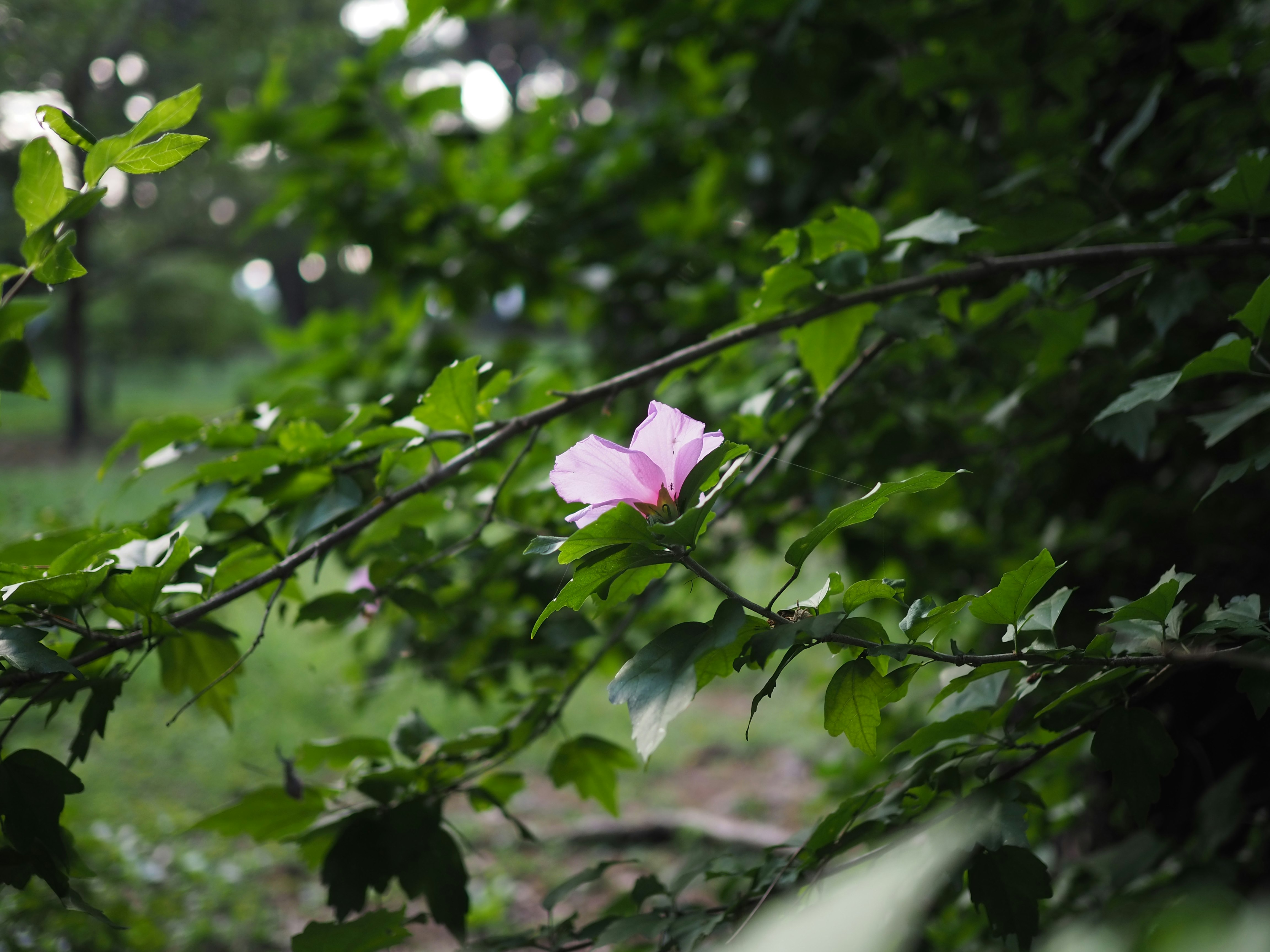 緑の枝に咲く淡いピンクの花