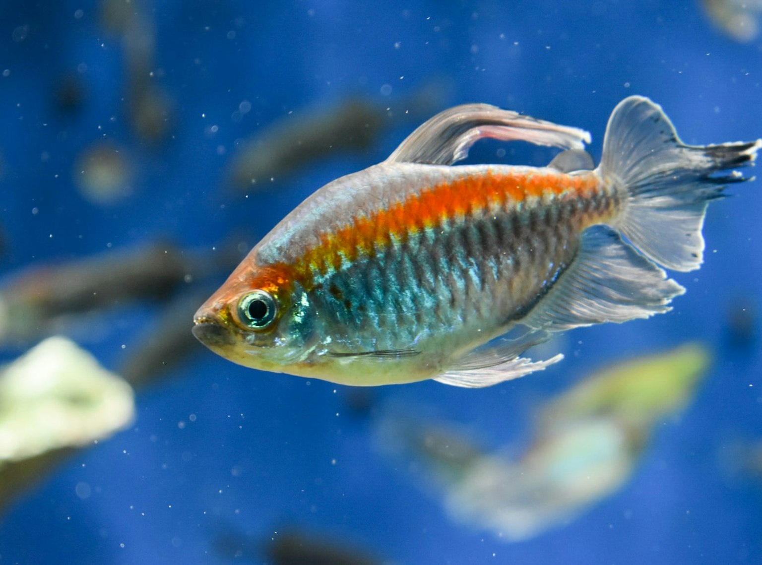 蓝色水族箱中游动的彩色鱼的特写
