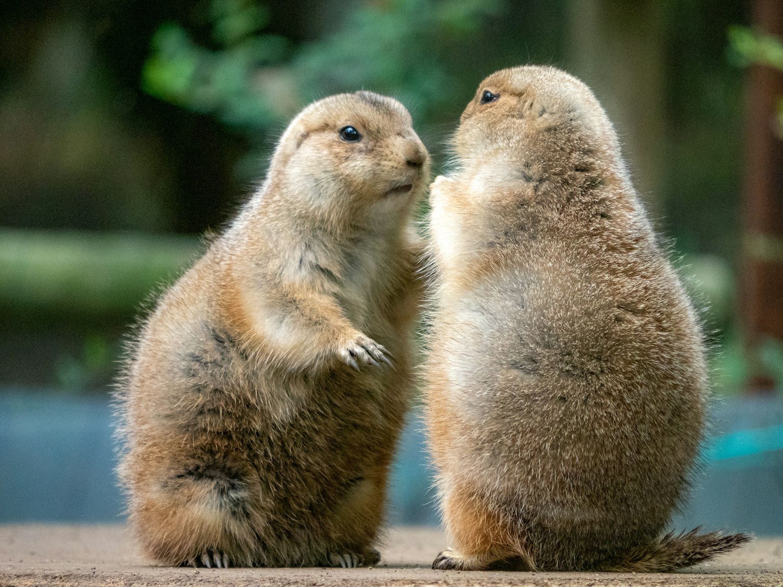 Two prairie dogs facing each other in an adorable scene