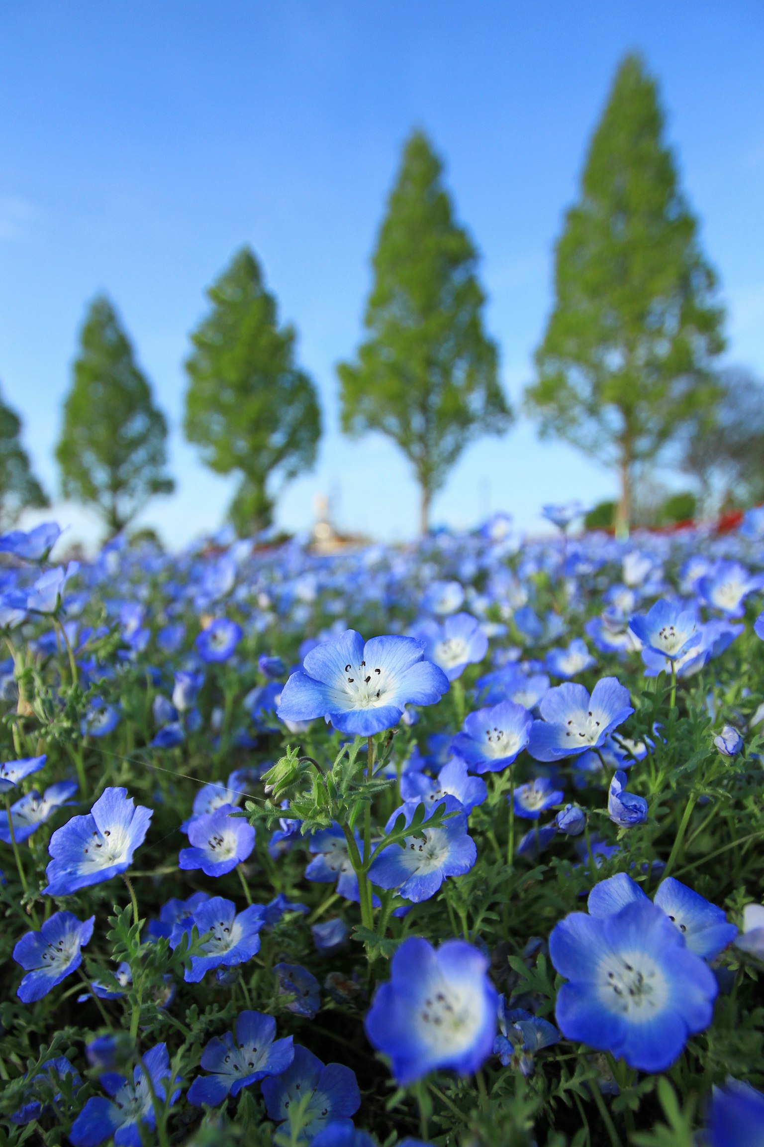 ทิวทัศน์ของดอกไม้สีน้ำเงินกับต้นไม้สีเขียว