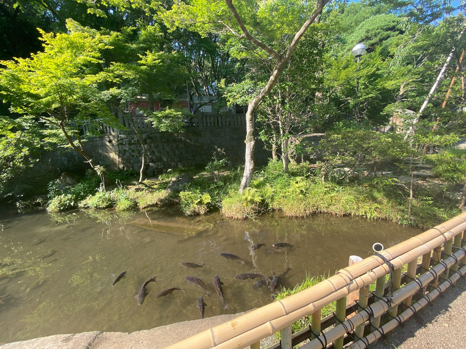 Poissons nageant dans un étang de jardin luxuriant entouré d'arbres