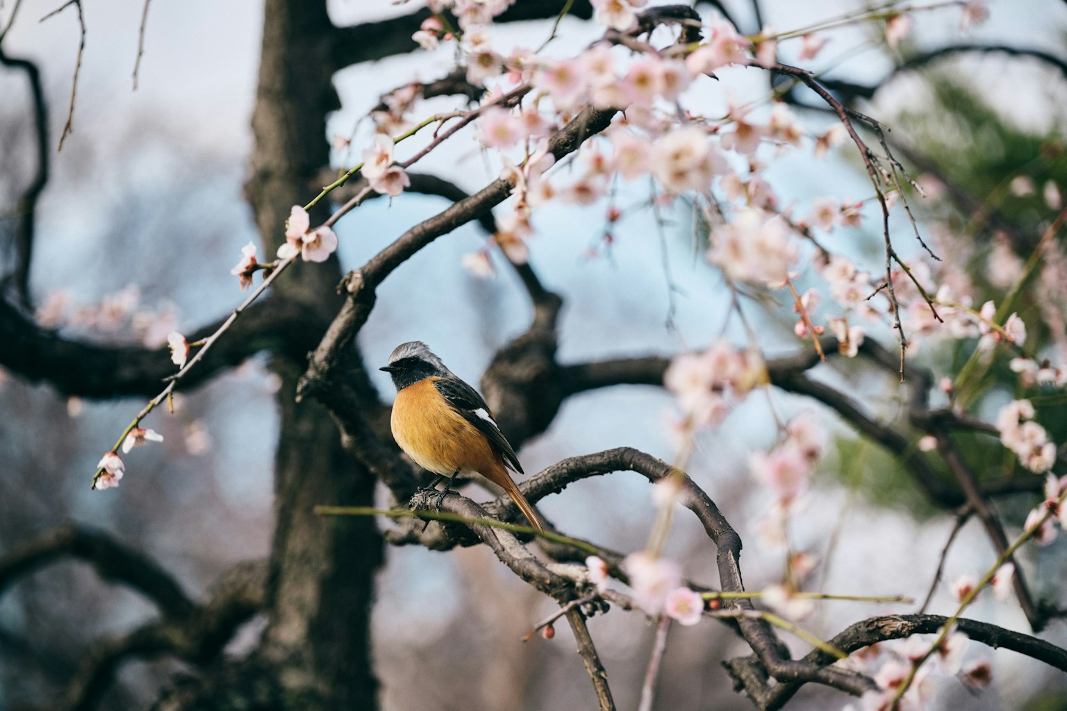 Oranger Vogel auf einem Ast neben Kirschblüten