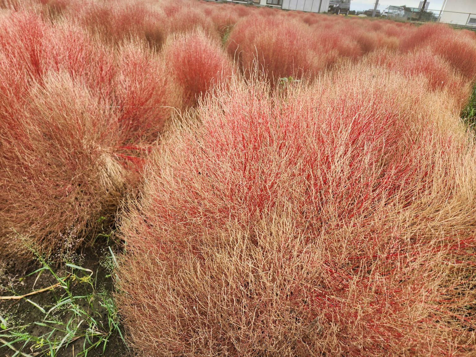 Feld mit lebendigen roten Grasformationen
