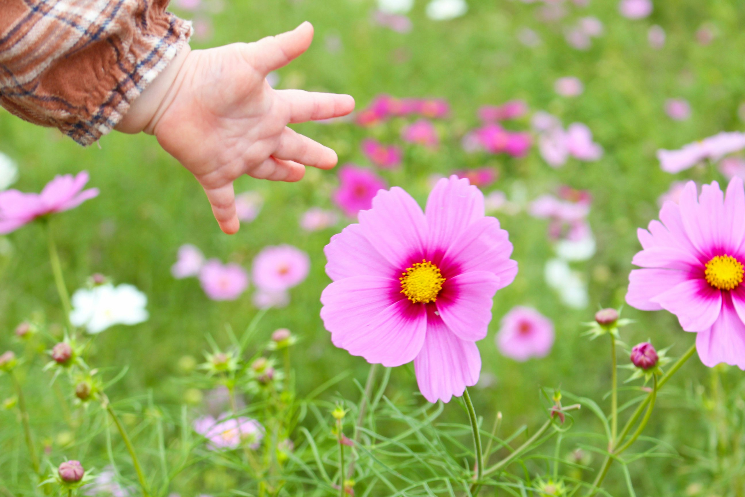 Un enfant tendant la main vers des fleurs de cosmos roses dans un champ fleuri