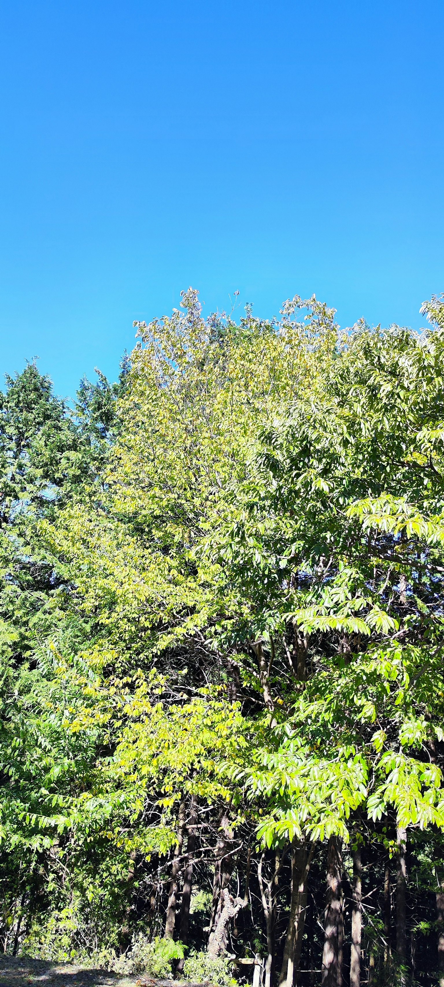 Alberi verdi rigogliosi sotto un cielo blu chiaro