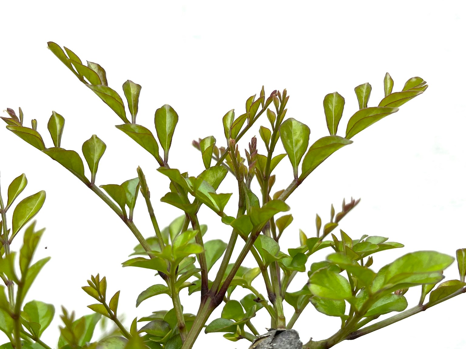 Close-up of a plant with lush green leaves against a bright background