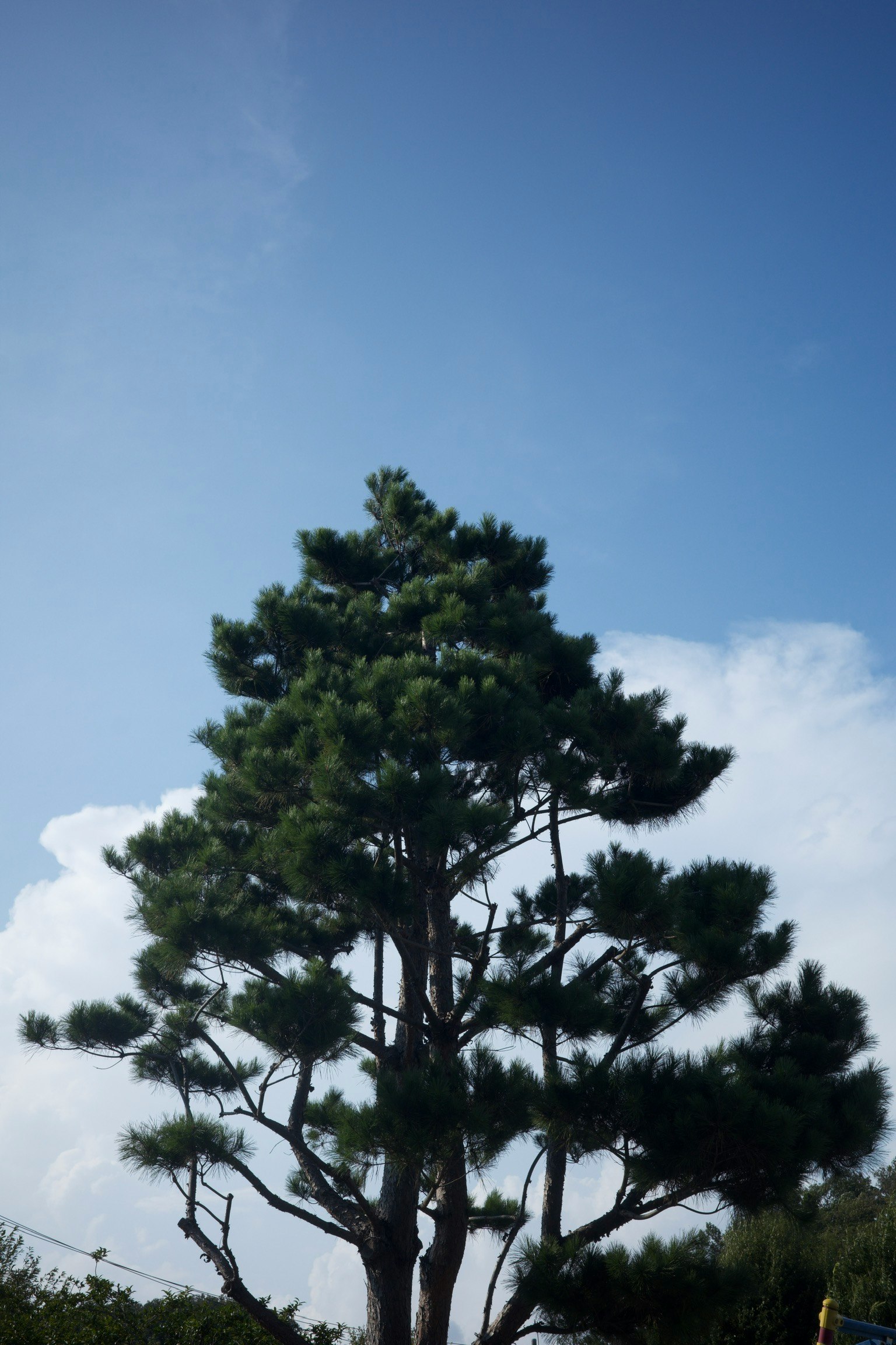 青空の下に立つ高い松の木