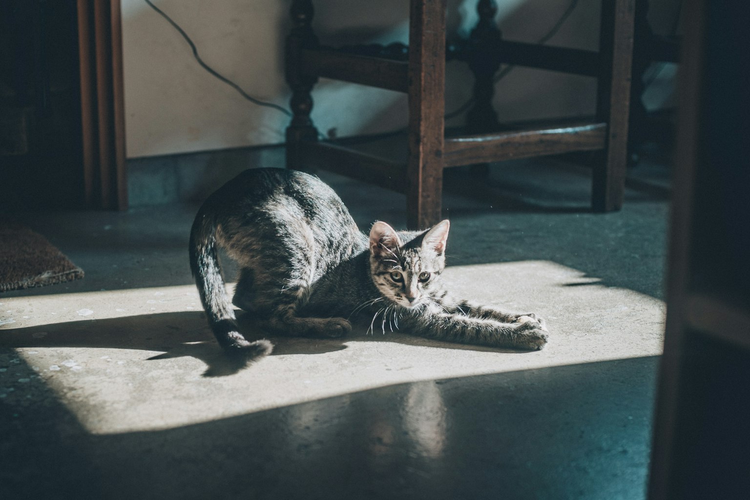 一只猫躺在地板上晒太阳