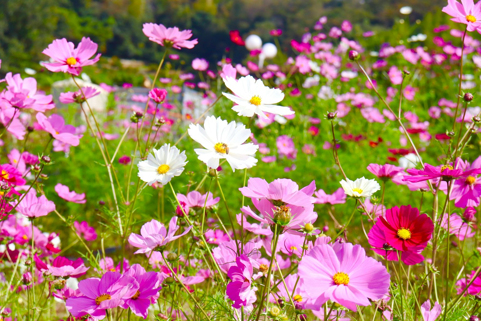 Campo di fiori di cosmos colorati in fiore