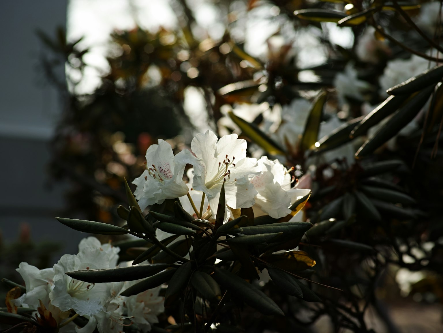 Cabang rhododendron dengan bunga putih dan daun hijau gelap