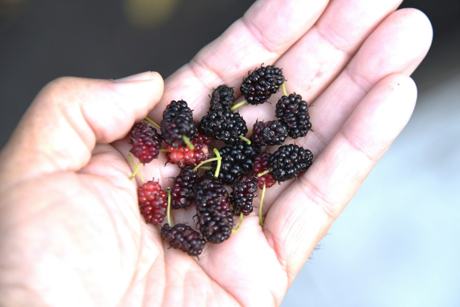 Moras negras y rojas frescas en una mano