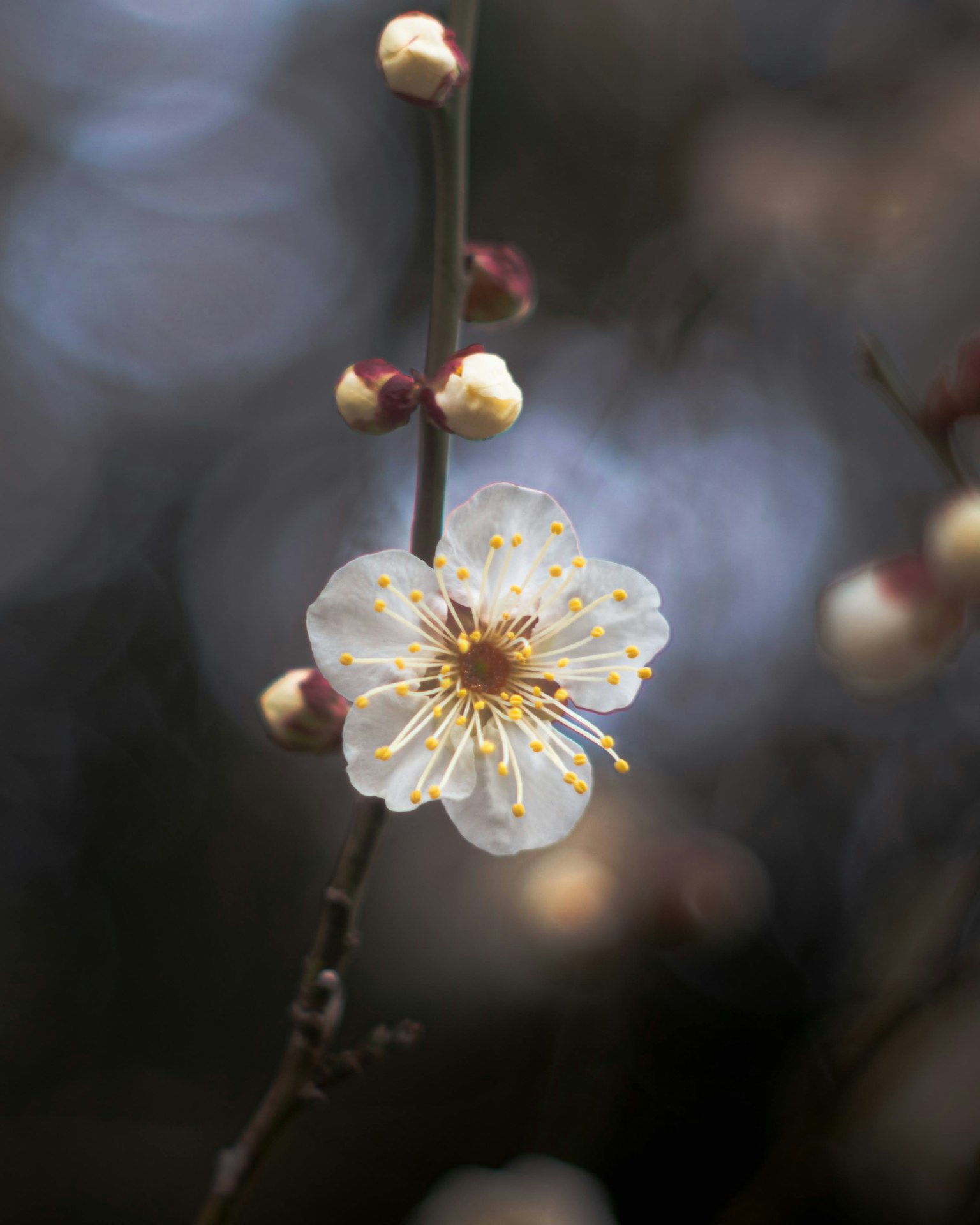 帶有白梅花和花苞的樹枝