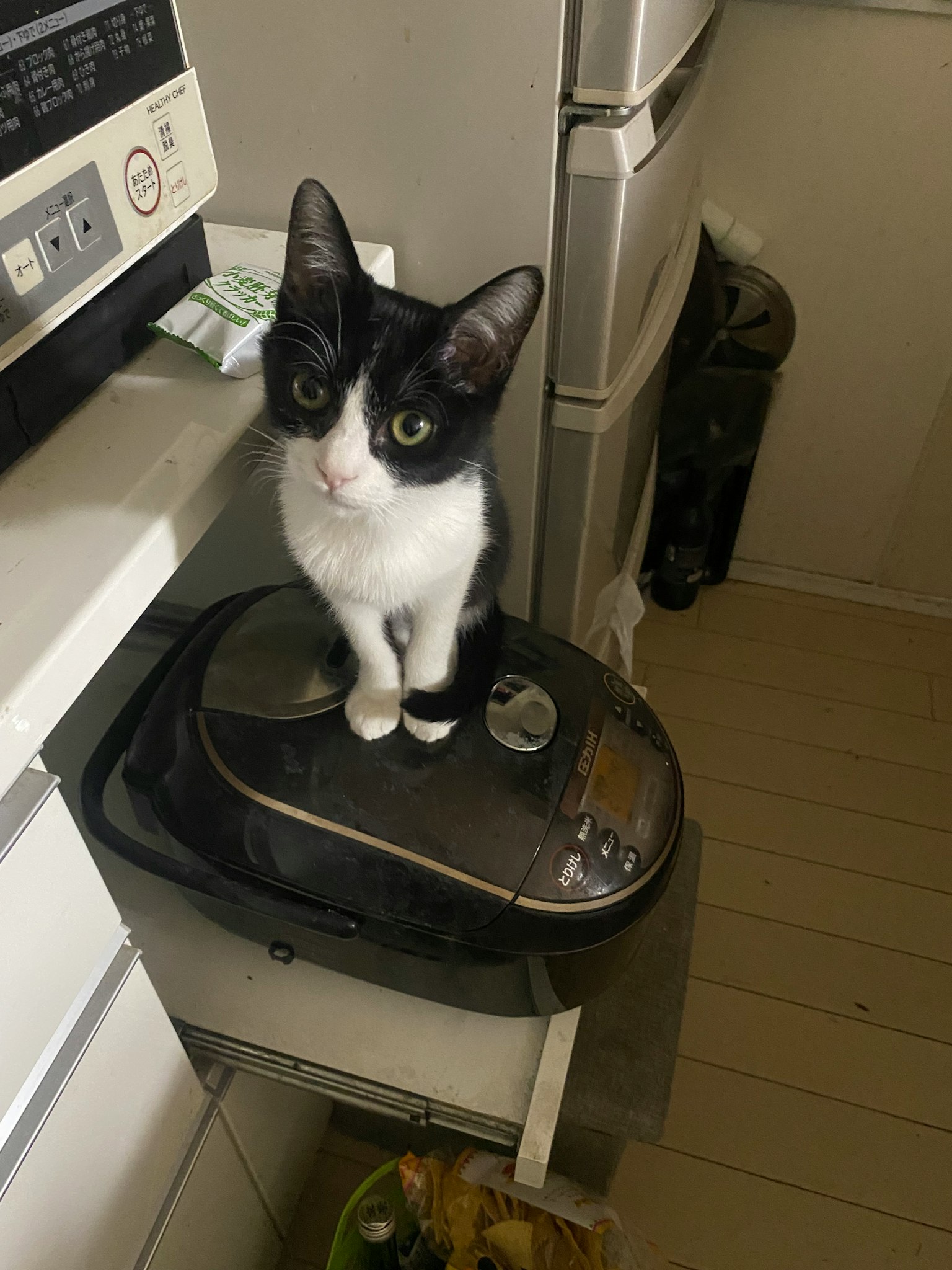 Black and white kitten sitting on a kitchen appliance