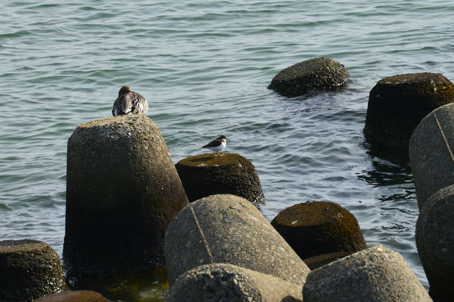 Pájaro posado sobre estructuras de concreto sobre el mar