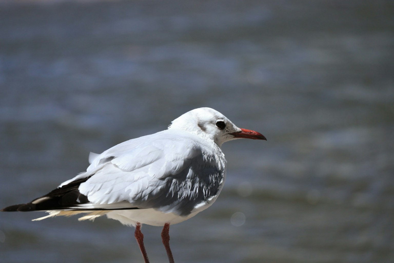 Una gaviota blanca de pie junto al agua