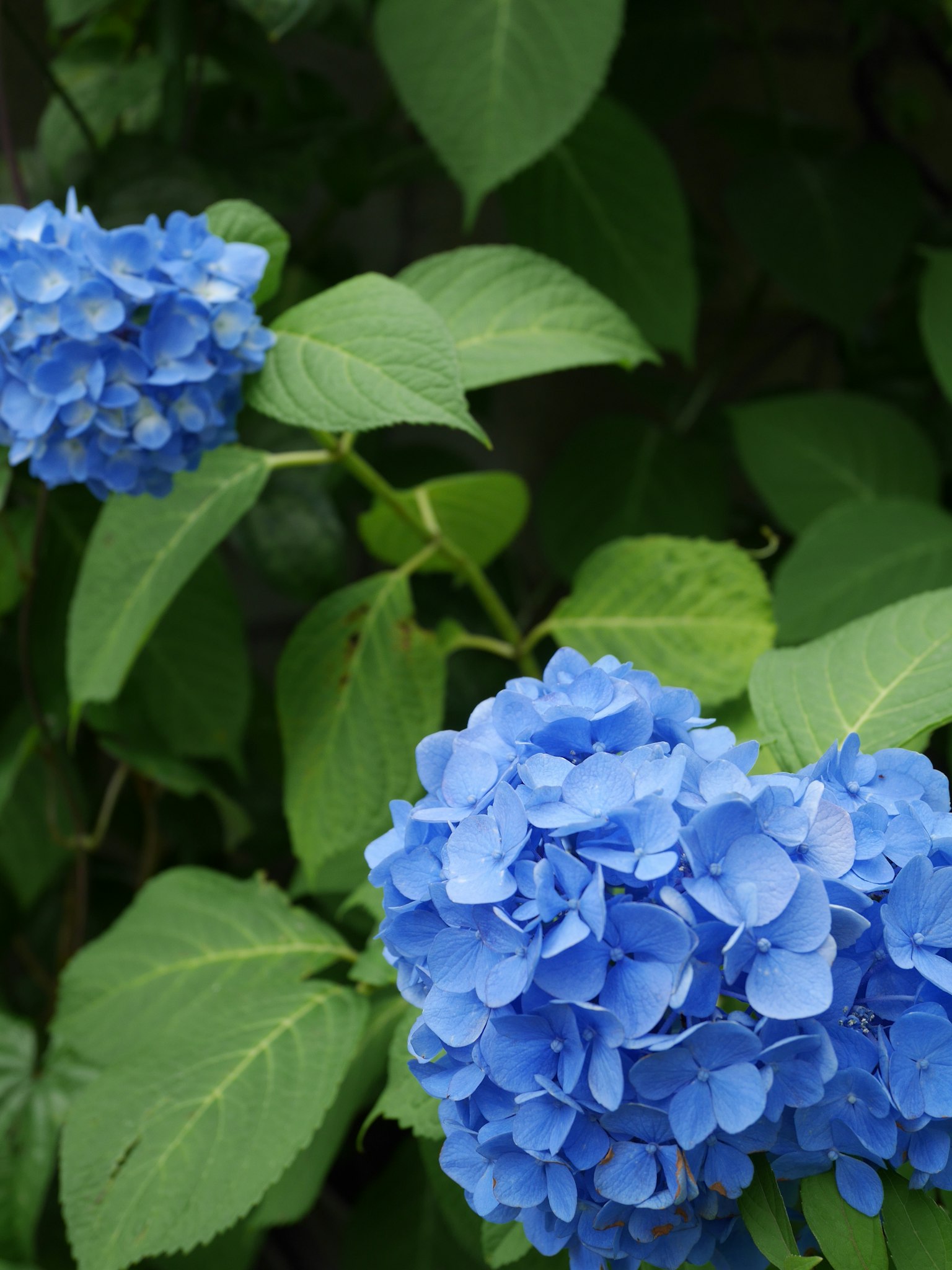 Blaue Hortensienblüten mit grünen Blättern