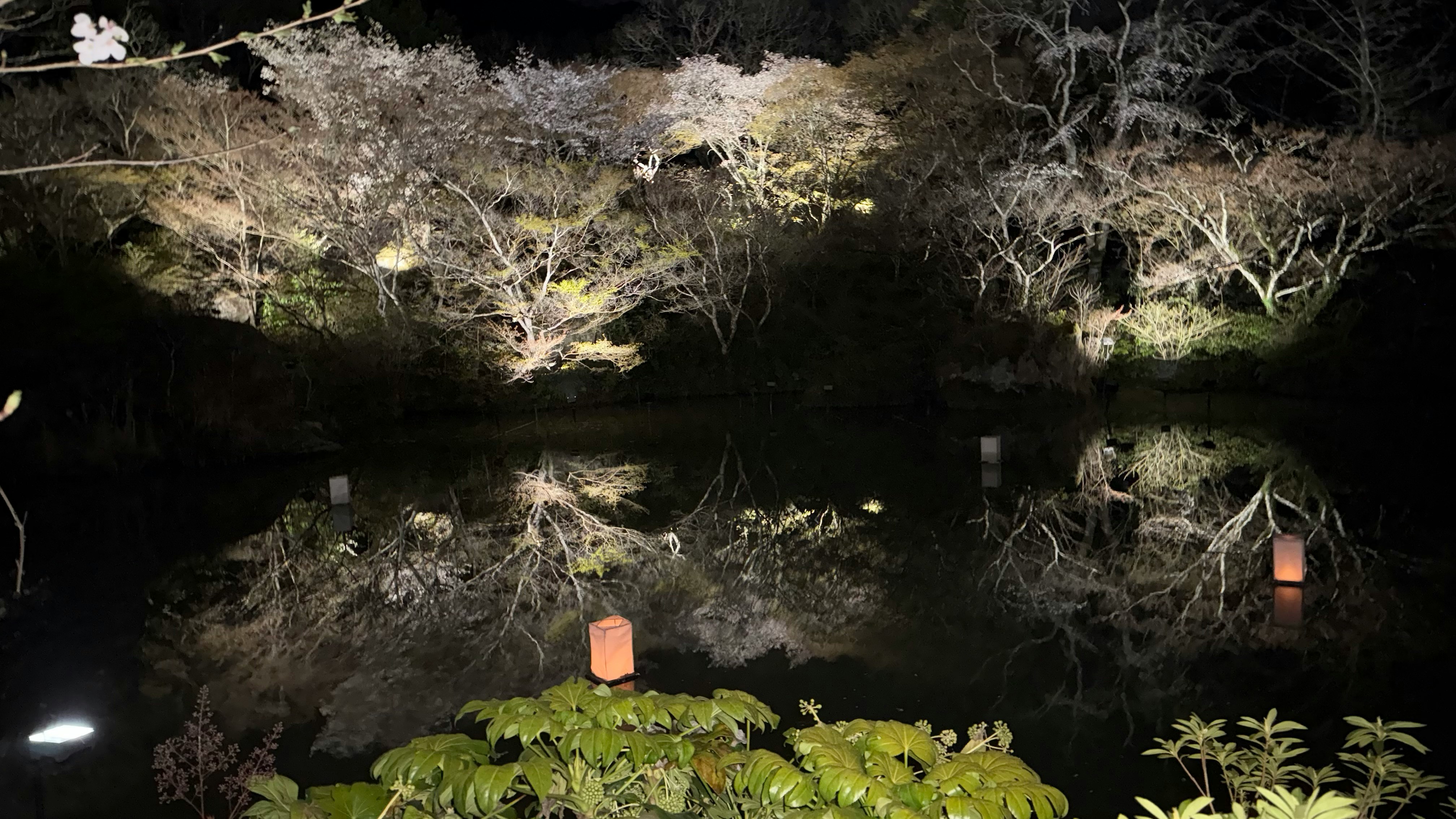 Nachts Kirschblüten im Onsen-yama Rakuen mit Lichtreflexen im Teich
