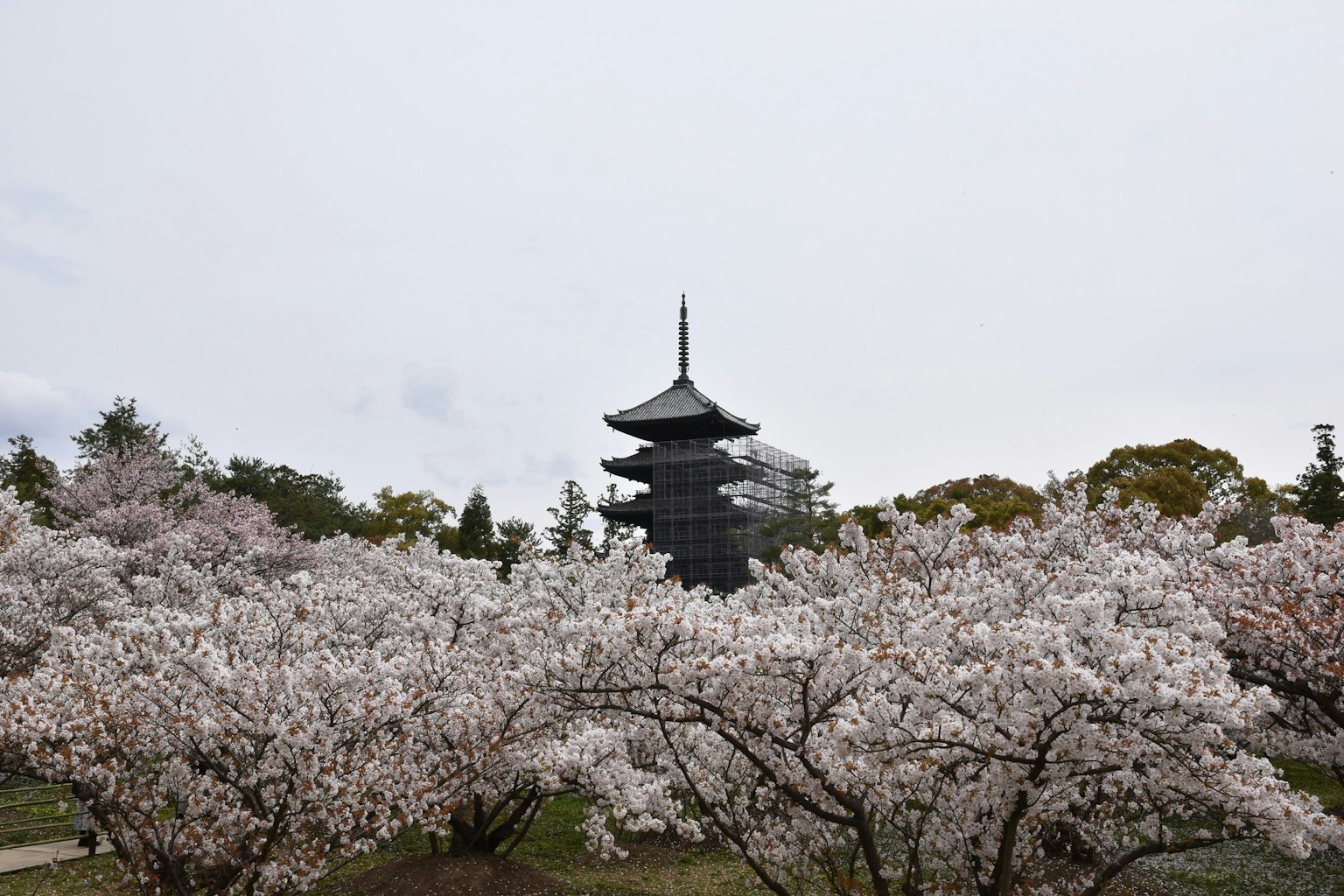 Árboles de cerezo con una pagoda al fondo