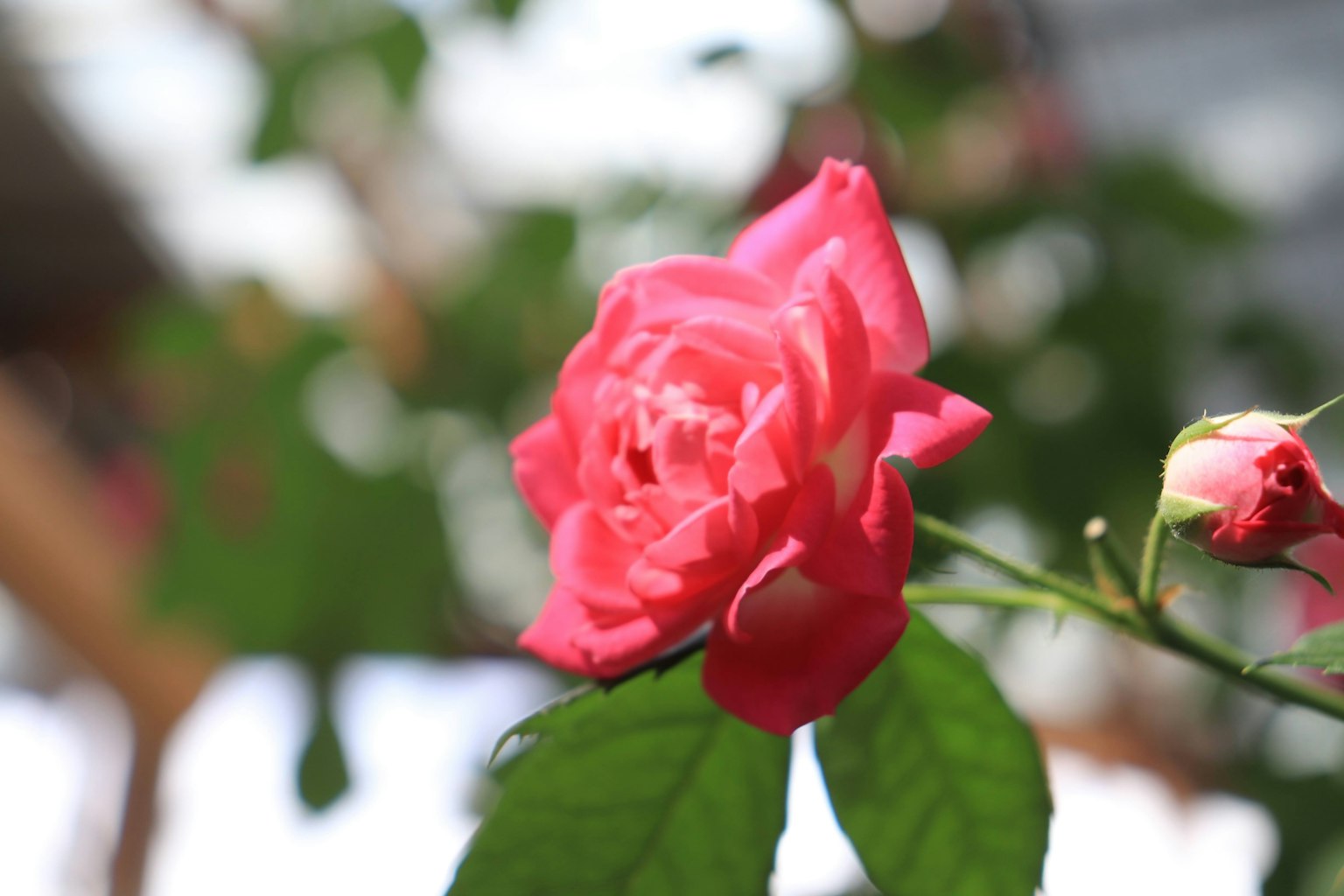 Fleur de rose rose vif avec des feuilles vertes